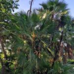 listing image thumbnail with ID 101337