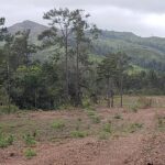 listing image thumbnail with ID 87115