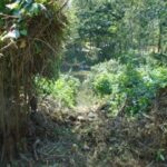 listing image thumbnail with ID 98967