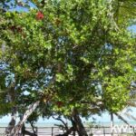 listing image thumbnail with ID 77712