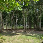 listing image thumbnail with ID 104678