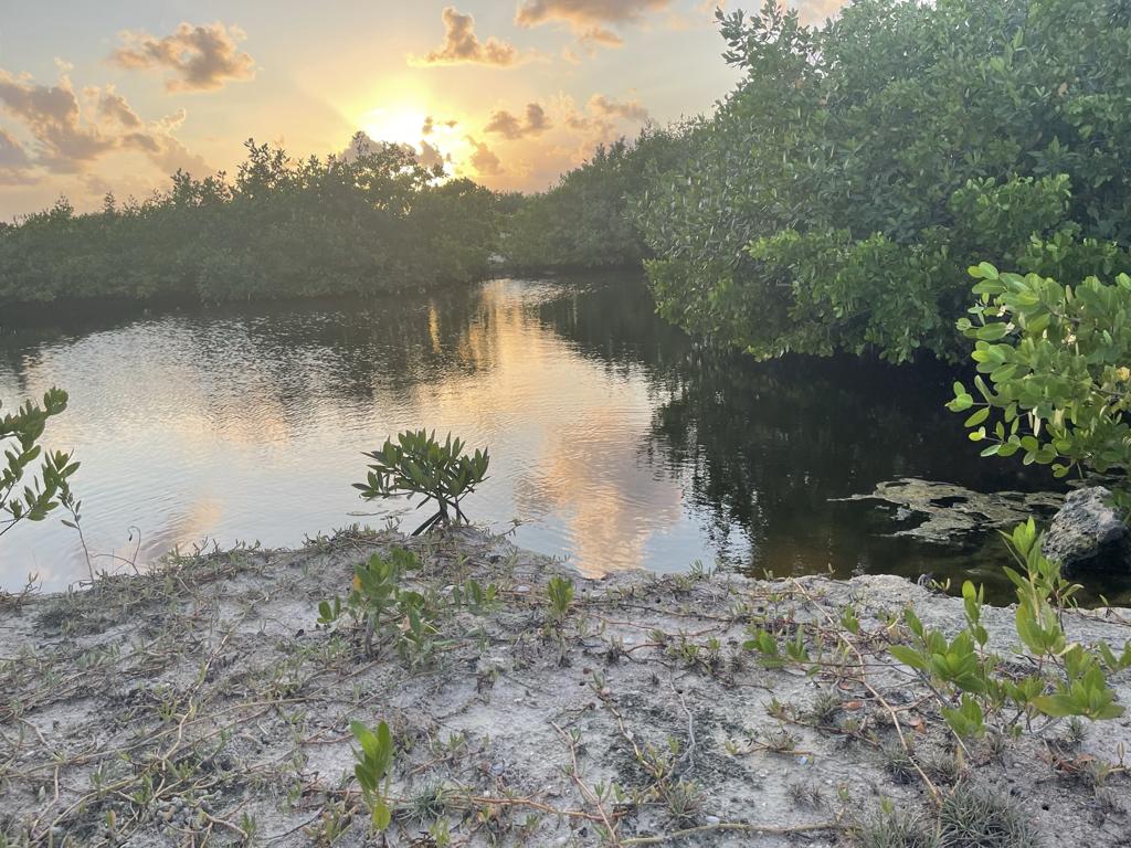 listing image with ID 99501