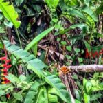 listing image thumbnail with ID 93961