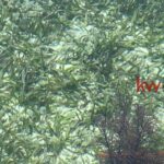 listing image thumbnail with ID 86016