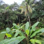 listing image thumbnail with ID 80261