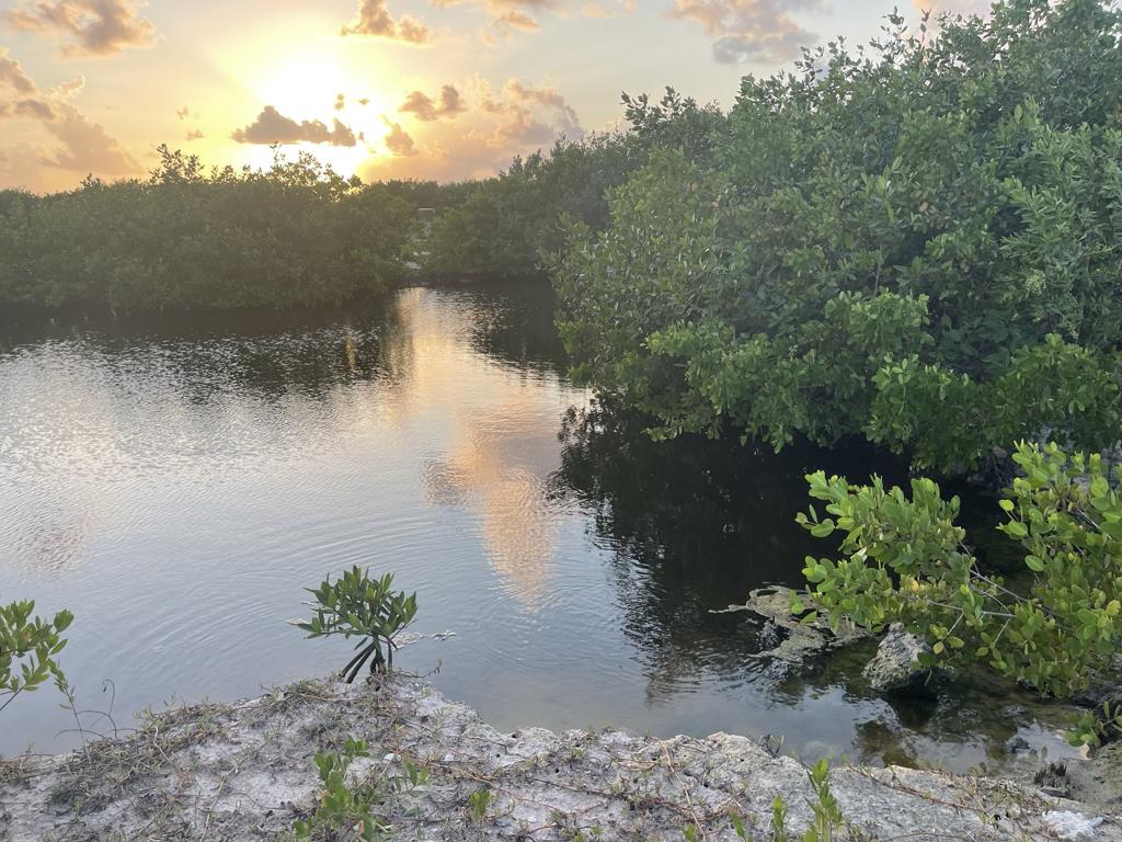 listing image with ID 99500