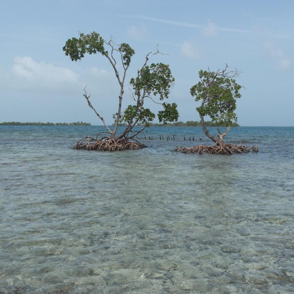 listing image with ID 99355