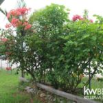 listing image thumbnail with ID 88047