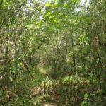 listing image thumbnail with ID 93580