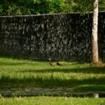 listing image thumbnail with ID 83985