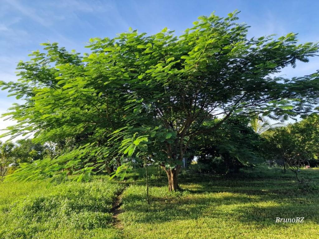 listing image with ID 101342