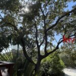 listing image thumbnail with ID 87981