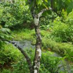 listing image thumbnail with ID 87268