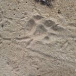 listing image thumbnail with ID 84066