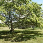 listing image thumbnail with ID 95471