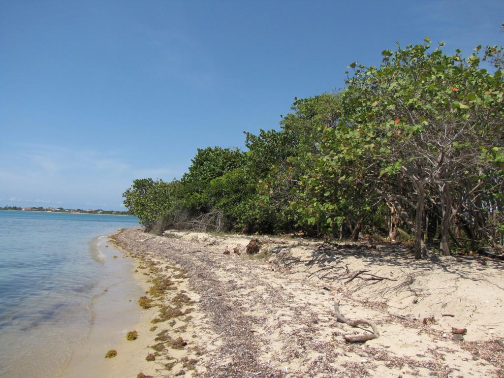 listing image with ID 99103