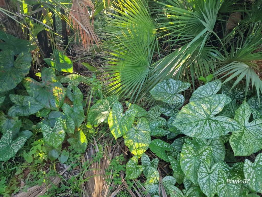 listing image with ID 101338