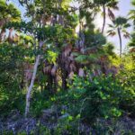 listing image thumbnail with ID 105416