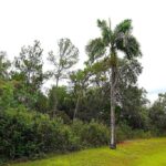 listing image thumbnail with ID 82683