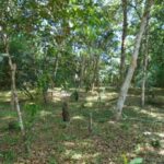 listing image thumbnail with ID 78543