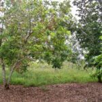 listing image thumbnail with ID 84830