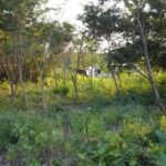 listing image thumbnail with ID 95286