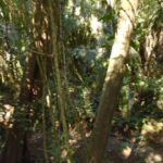 listing image thumbnail with ID 77025