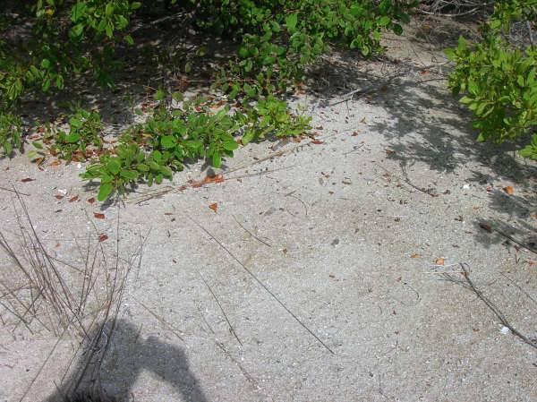 listing image with ID 107231