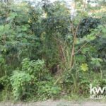 listing image thumbnail with ID 95440
