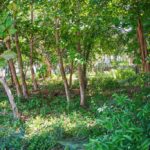 listing image thumbnail with ID 93572