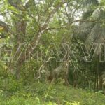 listing image thumbnail with ID 79670