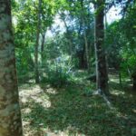 listing image thumbnail with ID 78536