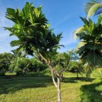 listing image thumbnail with ID 101341