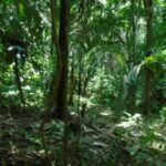 listing image thumbnail with ID 86747
