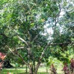 listing image thumbnail with ID 104694