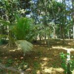 listing image thumbnail with ID 78535