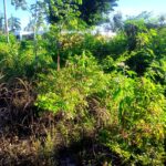 listing image thumbnail with ID 102368