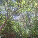 listing image thumbnail with ID 75601