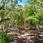 listing image thumbnail with ID 101606