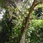 listing image thumbnail with ID 92473