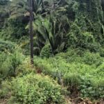 listing image thumbnail with ID 90397