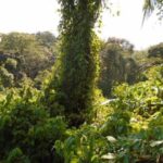 listing image thumbnail with ID 98955