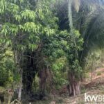 listing image thumbnail with ID 85988