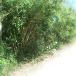 listing image thumbnail with ID 94608