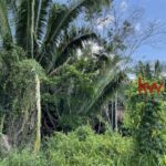 listing image thumbnail with ID 90246
