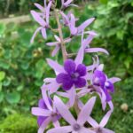 listing image thumbnail with ID 107452