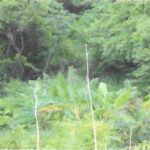 listing image thumbnail with ID 94993