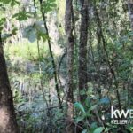 listing image thumbnail with ID 83116