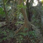 listing image thumbnail with ID 77035