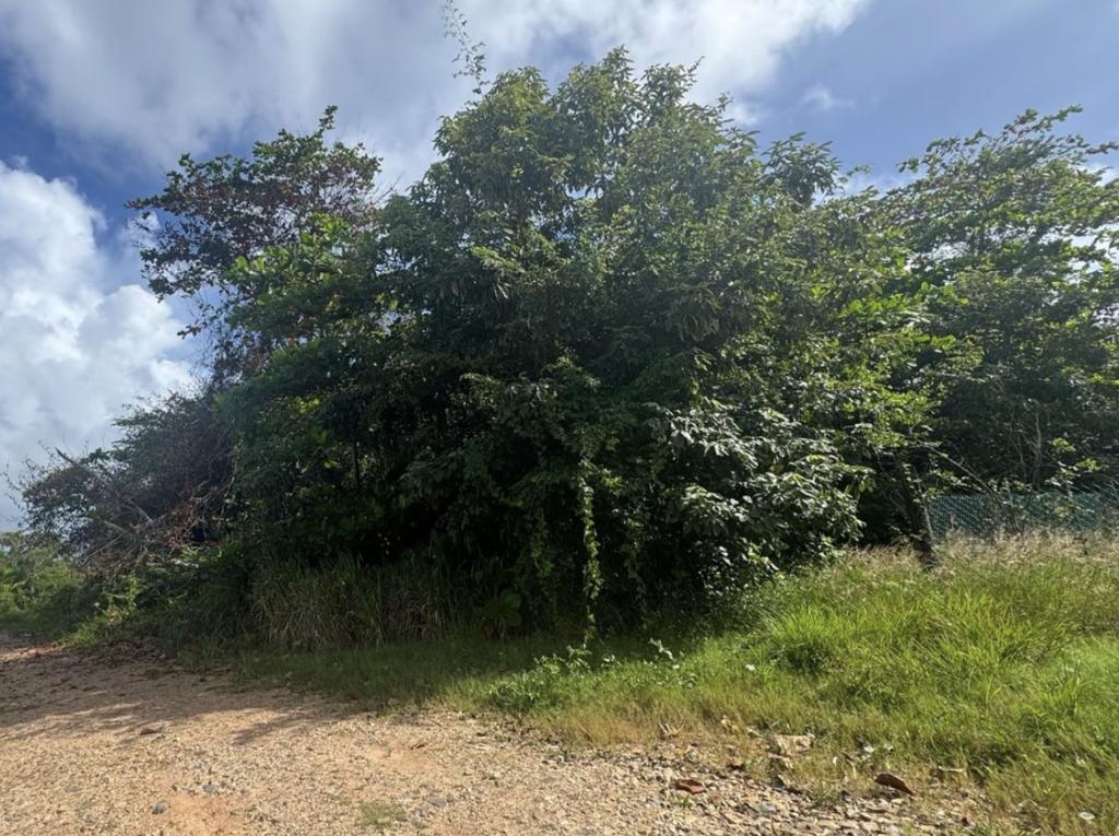 listing image with ID 77799
